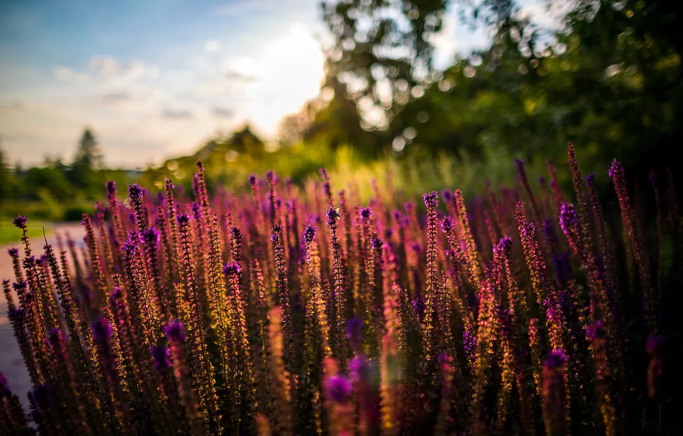 Photo wallpaper summer, the sun, sunset, flowers, nature, summer, nature, sunset