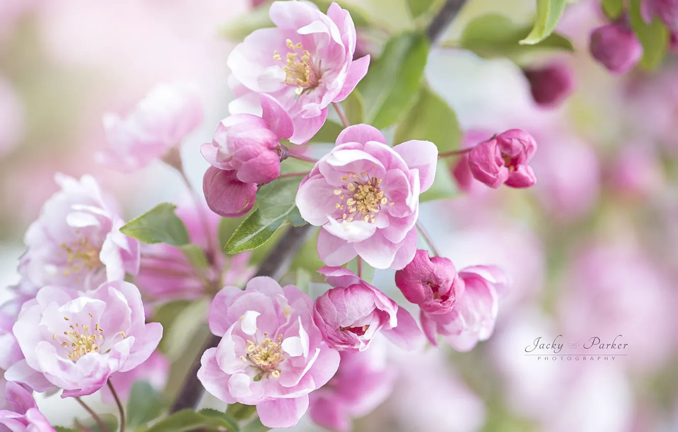 Photo wallpaper Jacky Parker, spring, flowering, branches