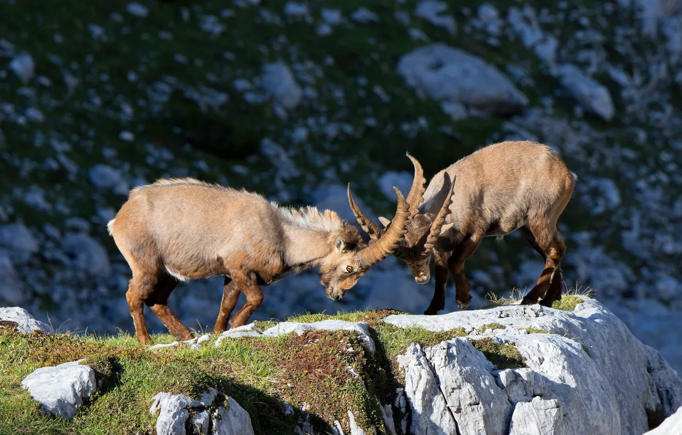 Photo wallpaper pose, fight, rivals, light, goat, two goats, mountains, pair