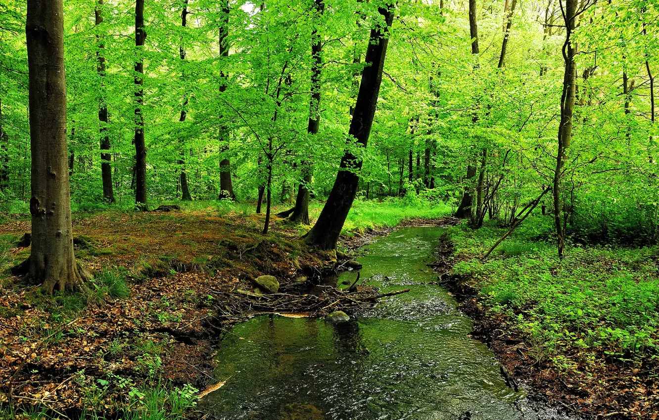 Photo wallpaper forest, trees, river, stream, thickets
