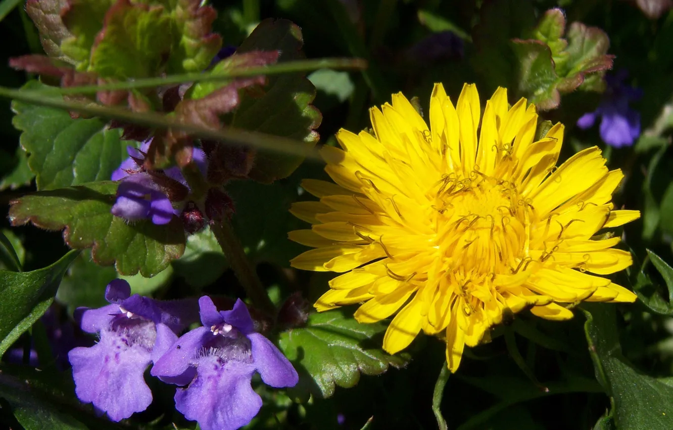 Photo wallpaper macro, dandelion, meadow, Meduzanol ©