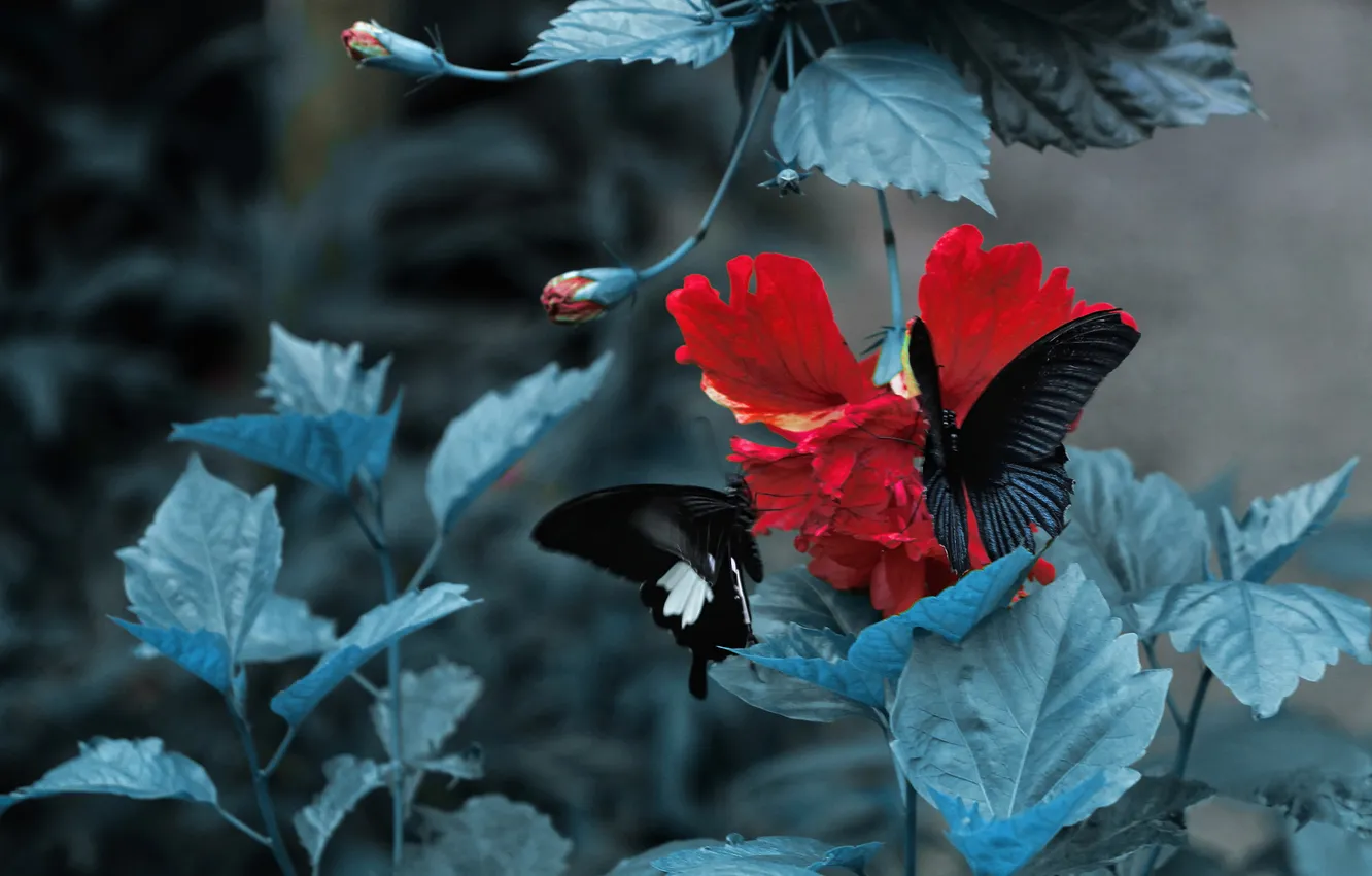 Photo wallpaper leaves, macro, flowers, butterfly, black, swallowtail, hibiscus, two butterflies