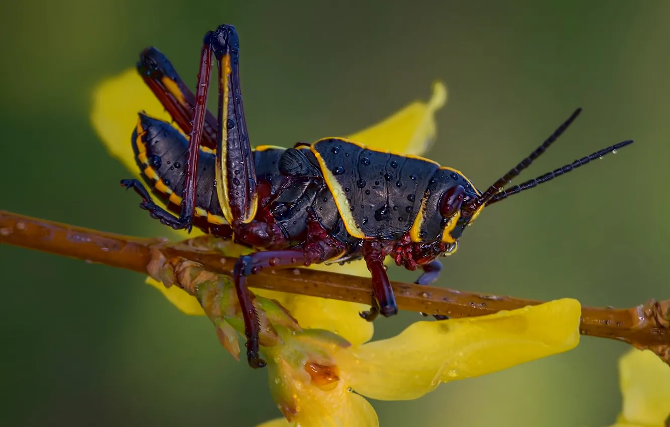 Photo wallpaper macro, flowers, insect, grasshopper