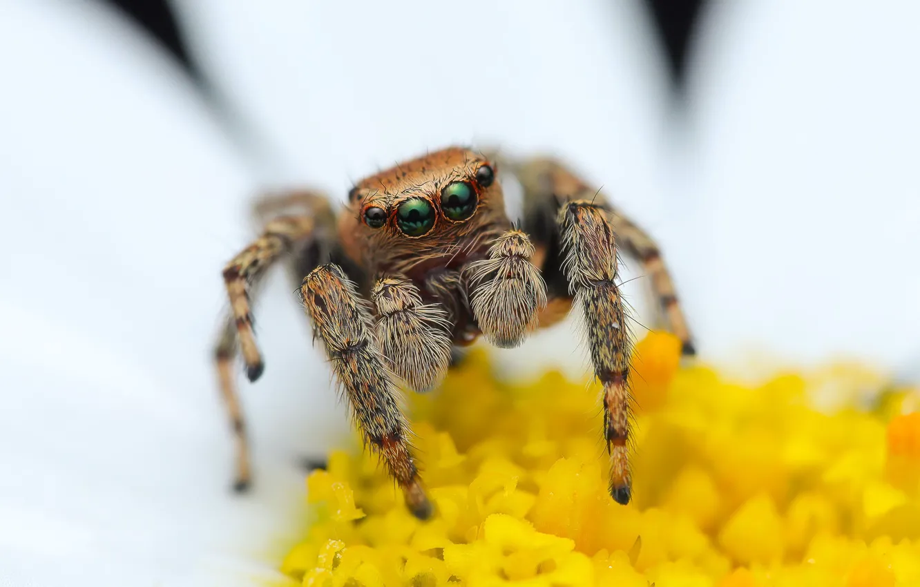Photo wallpaper look, macro, flowers, pose, chamomile, spider, bokeh, jumper