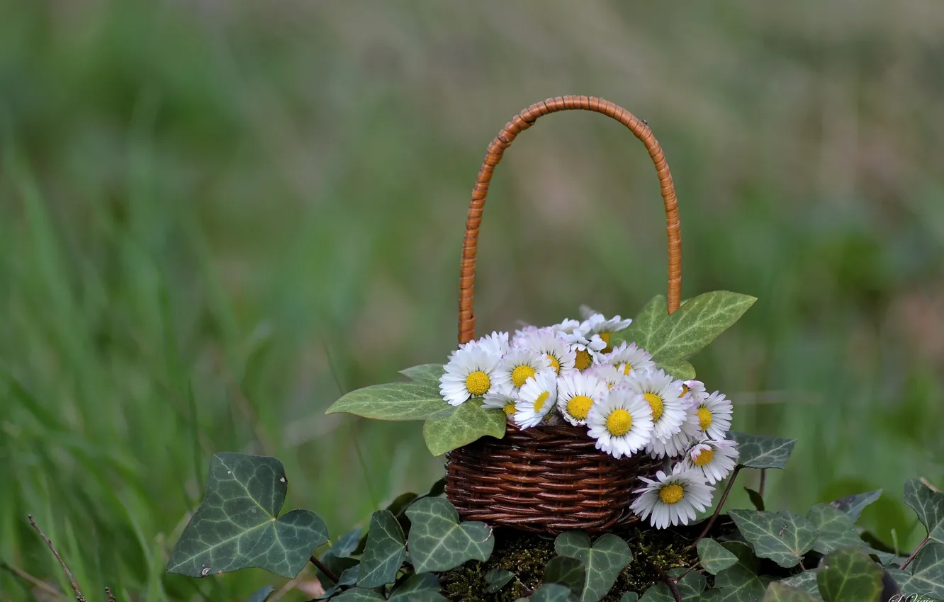 Photo wallpaper basket, ivy, Daisy
