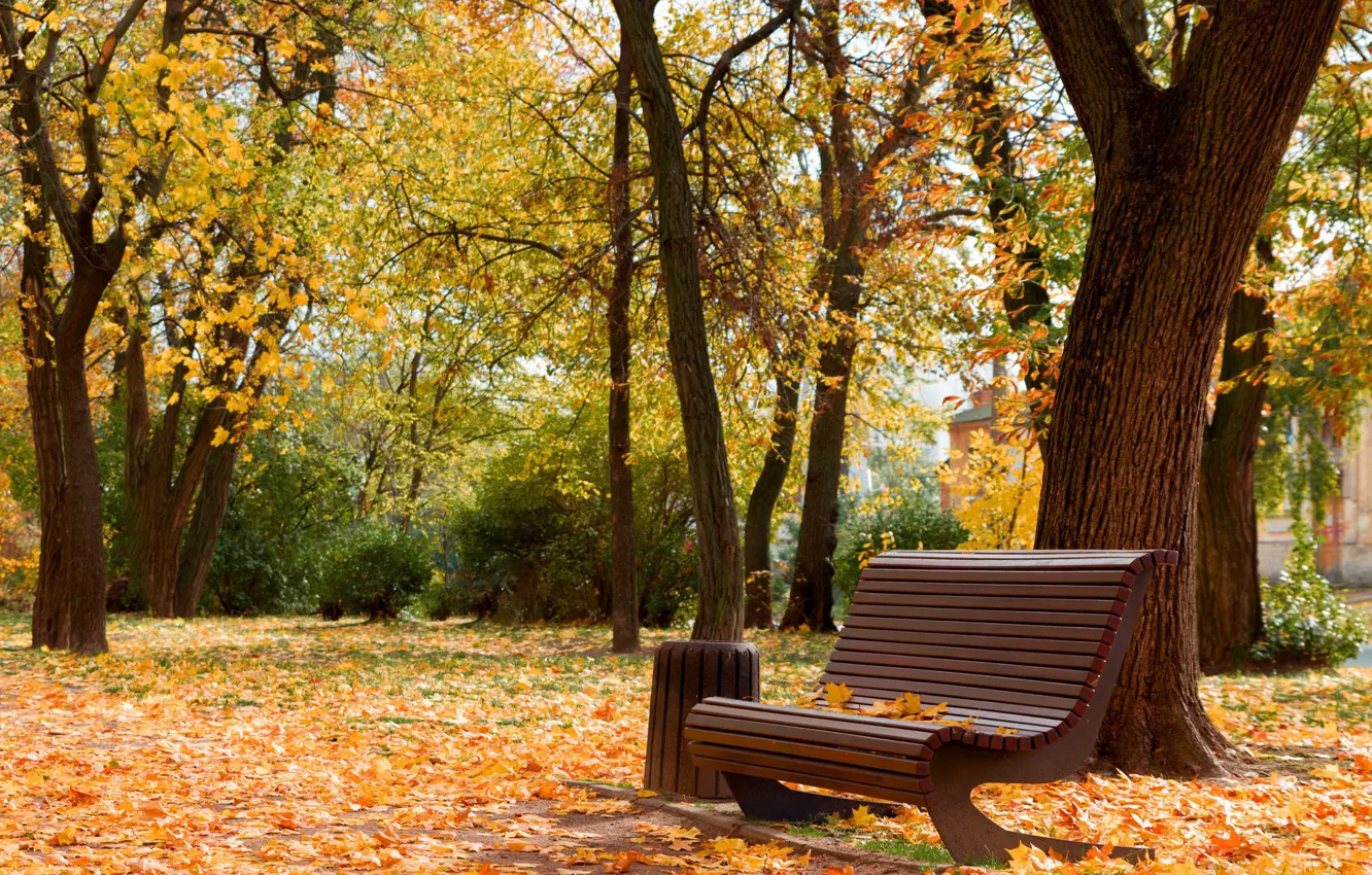 Photo wallpaper beauty, autumn in the Park, Cherkassy