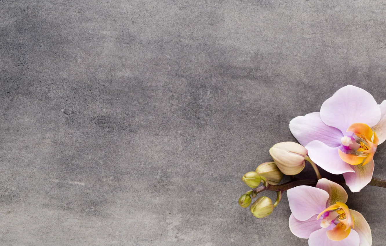 Photo wallpaper Orchid, pink, flowers, orchid