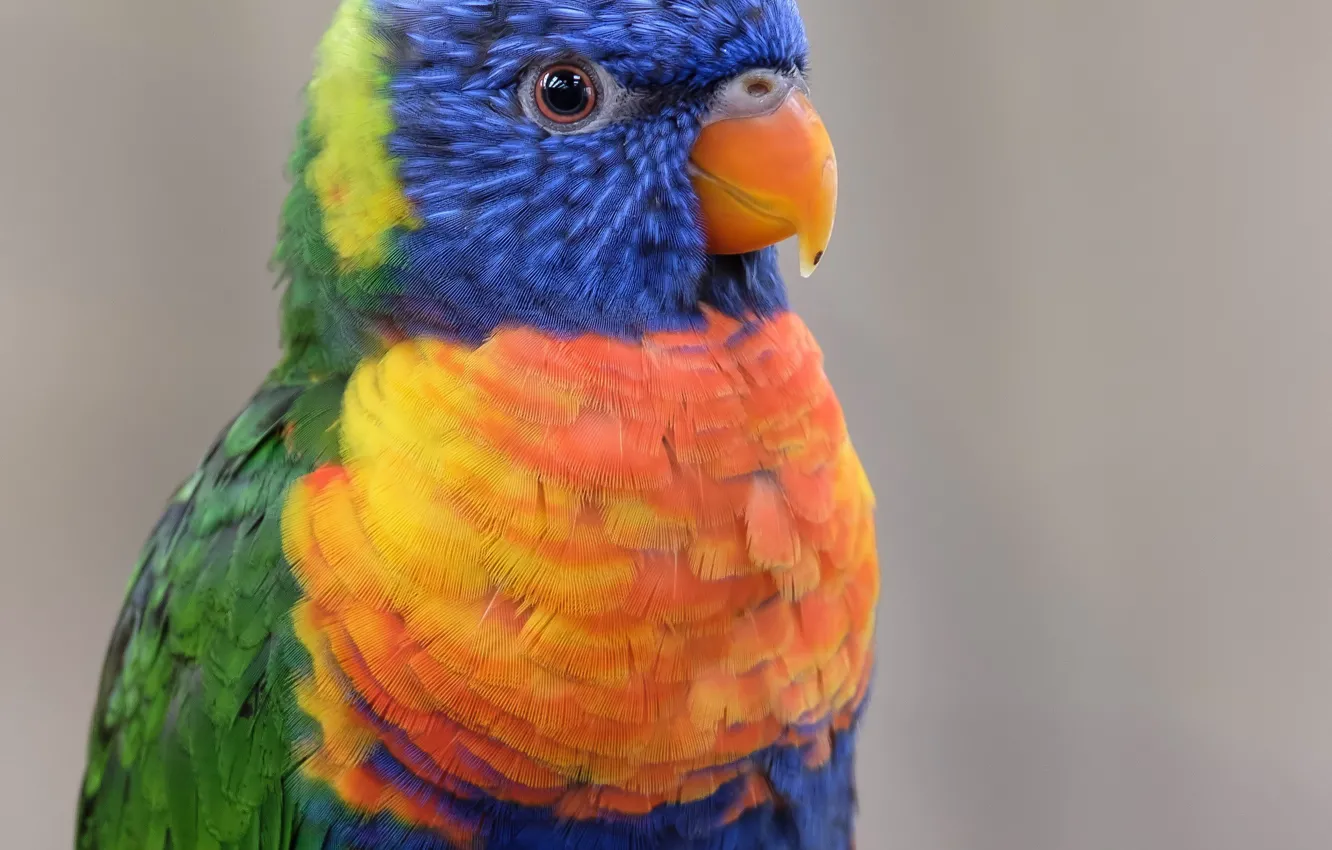 Photo wallpaper Bird, Bright, Parrot