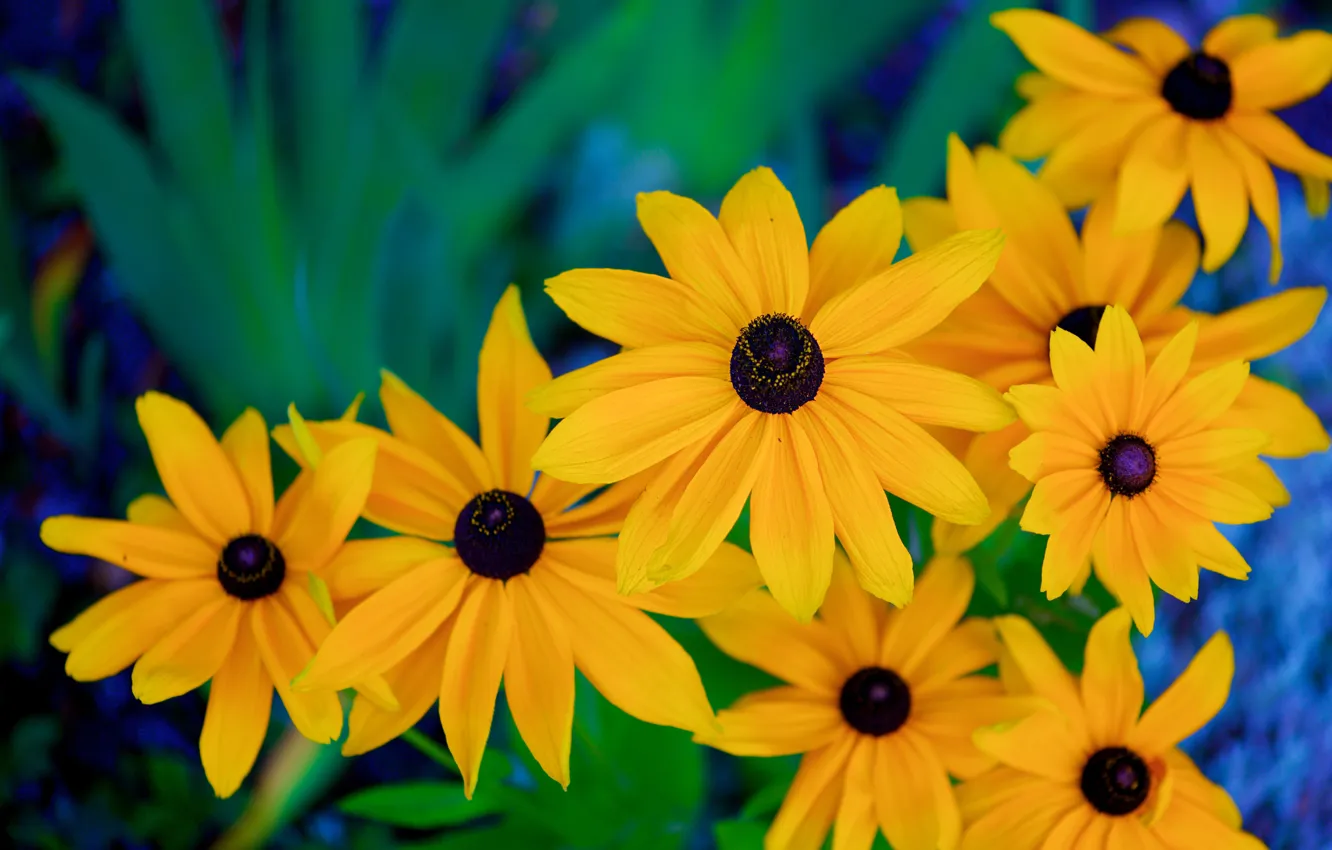 Photo wallpaper yellow, flowers, garden, bright, rudbeckia