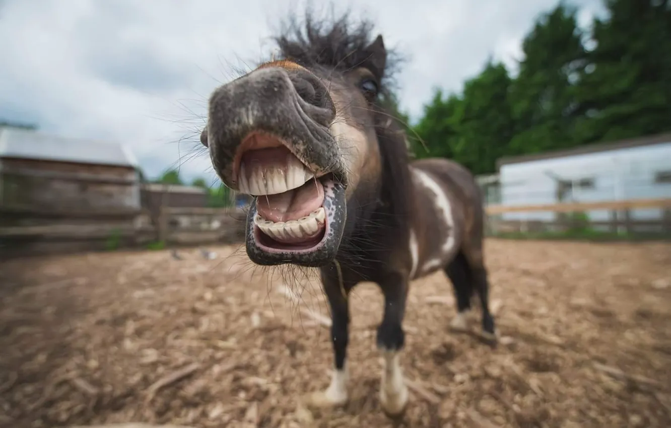 Photo wallpaper animal, horse, Shetland