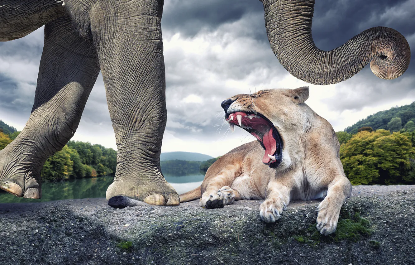Photo wallpaper elephant, lioness, roar
