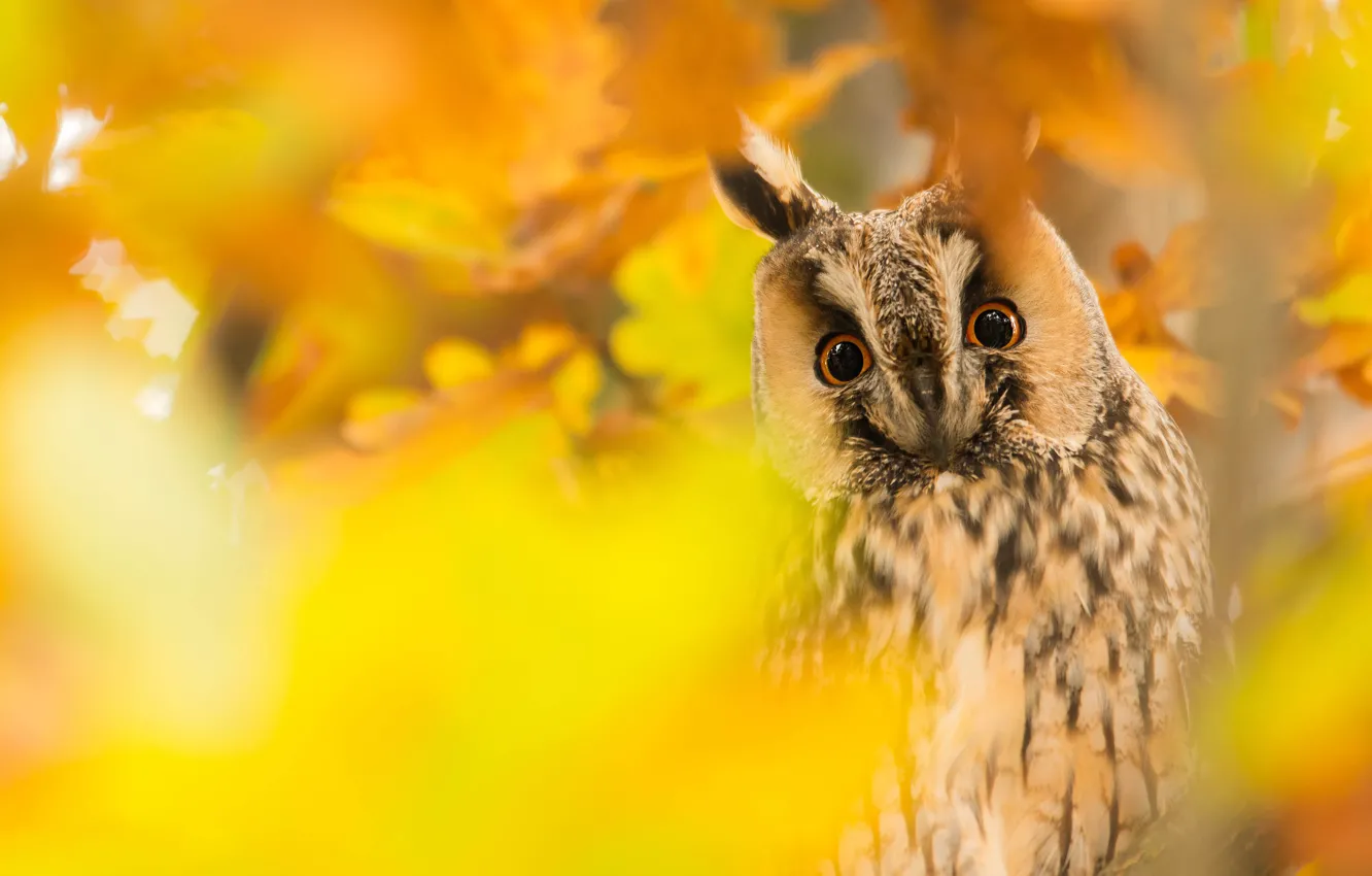 Photo wallpaper autumn, look, leaves, yellow, owl, bird, foliage, portrait