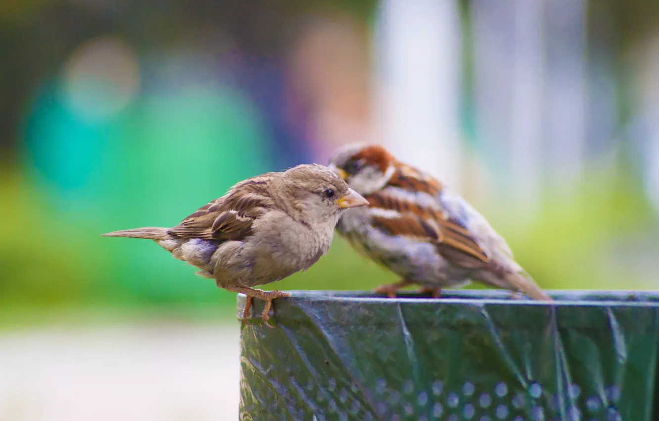 Photo wallpaper birds, paint, beautiful, two, sparrows