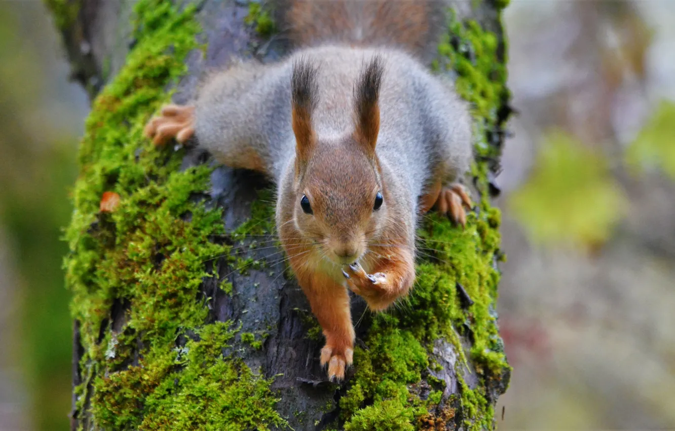 Photo wallpaper nature, tree, animal, moss, protein, trunk, animal, rodent