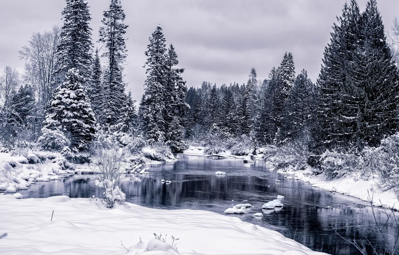 Photo wallpaper winter, forest, weapons
