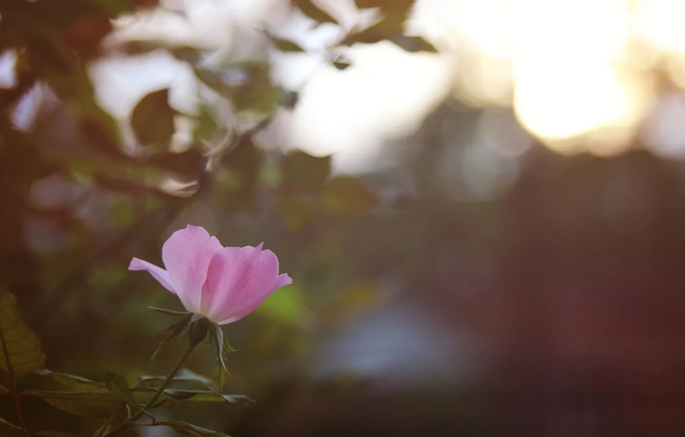 Photo wallpaper flowers, petals, pink, bokeh
