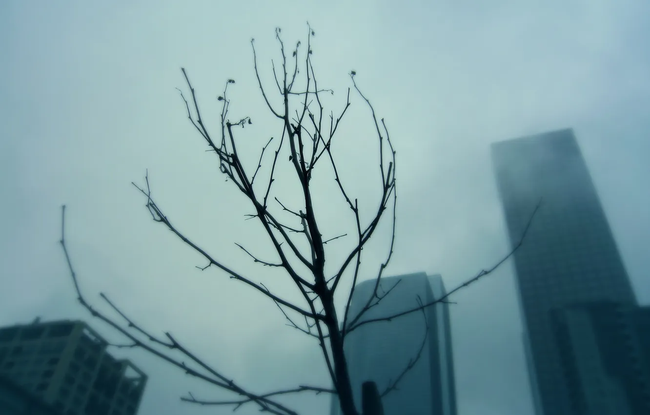Photo wallpaper trees, branches, the city, fog, skyscrapers