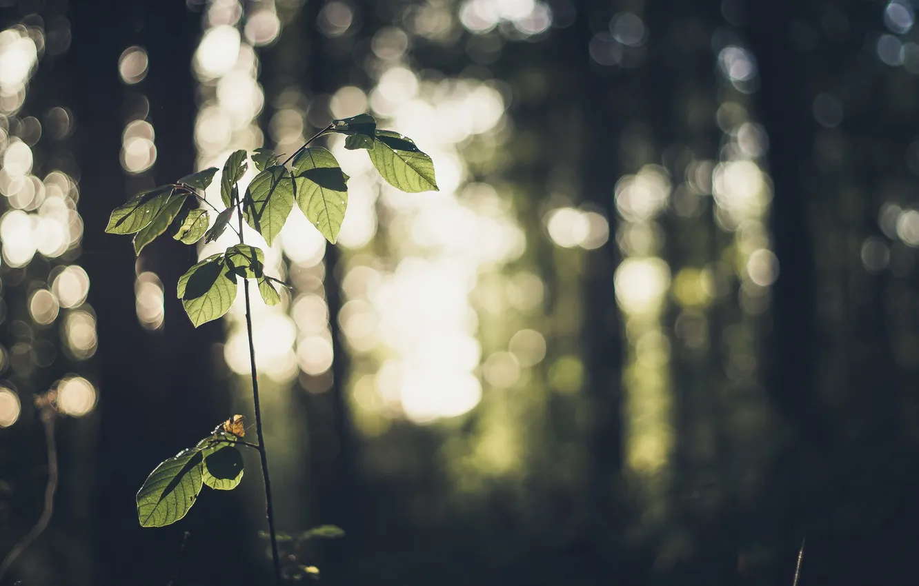 Photo wallpaper leaves, branches, nature