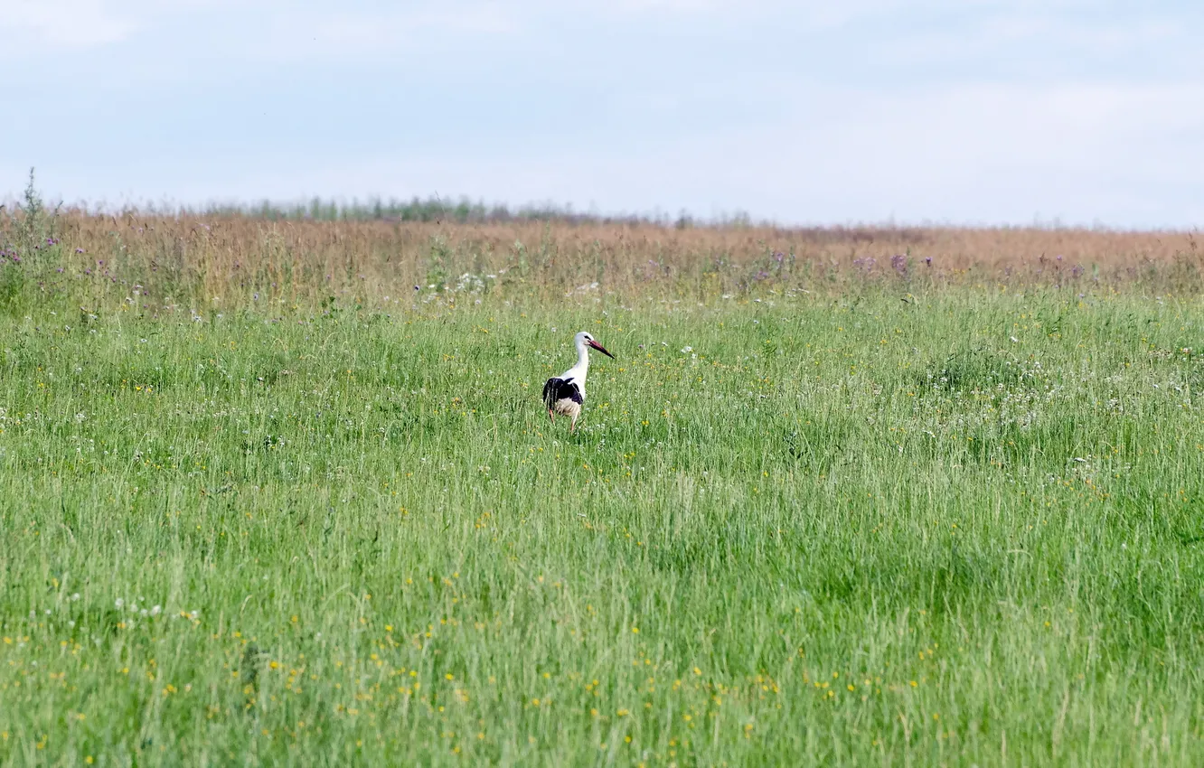 Photo wallpaper field, stork, Priroda