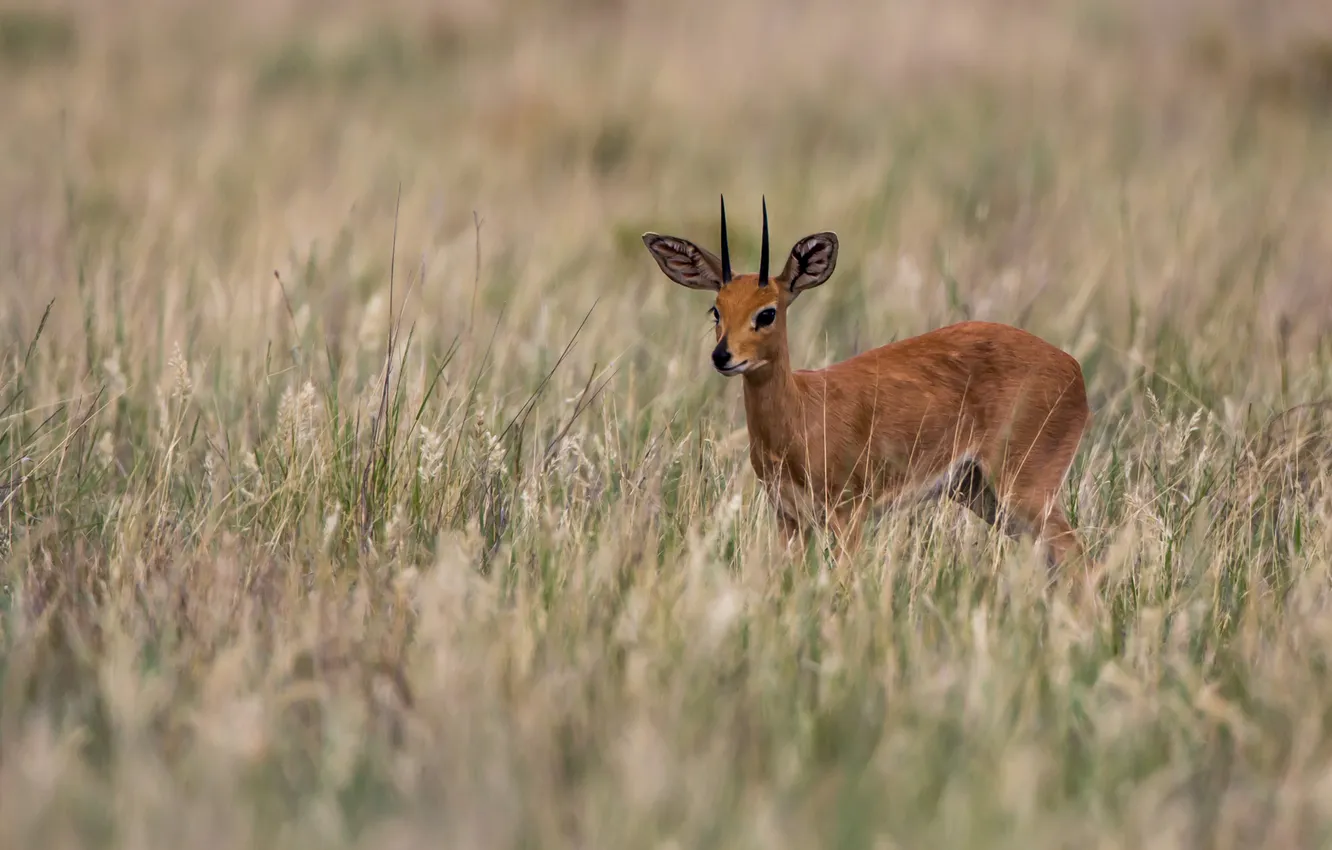 Photo wallpaper grass, deer, horns, cub, horns, antelope