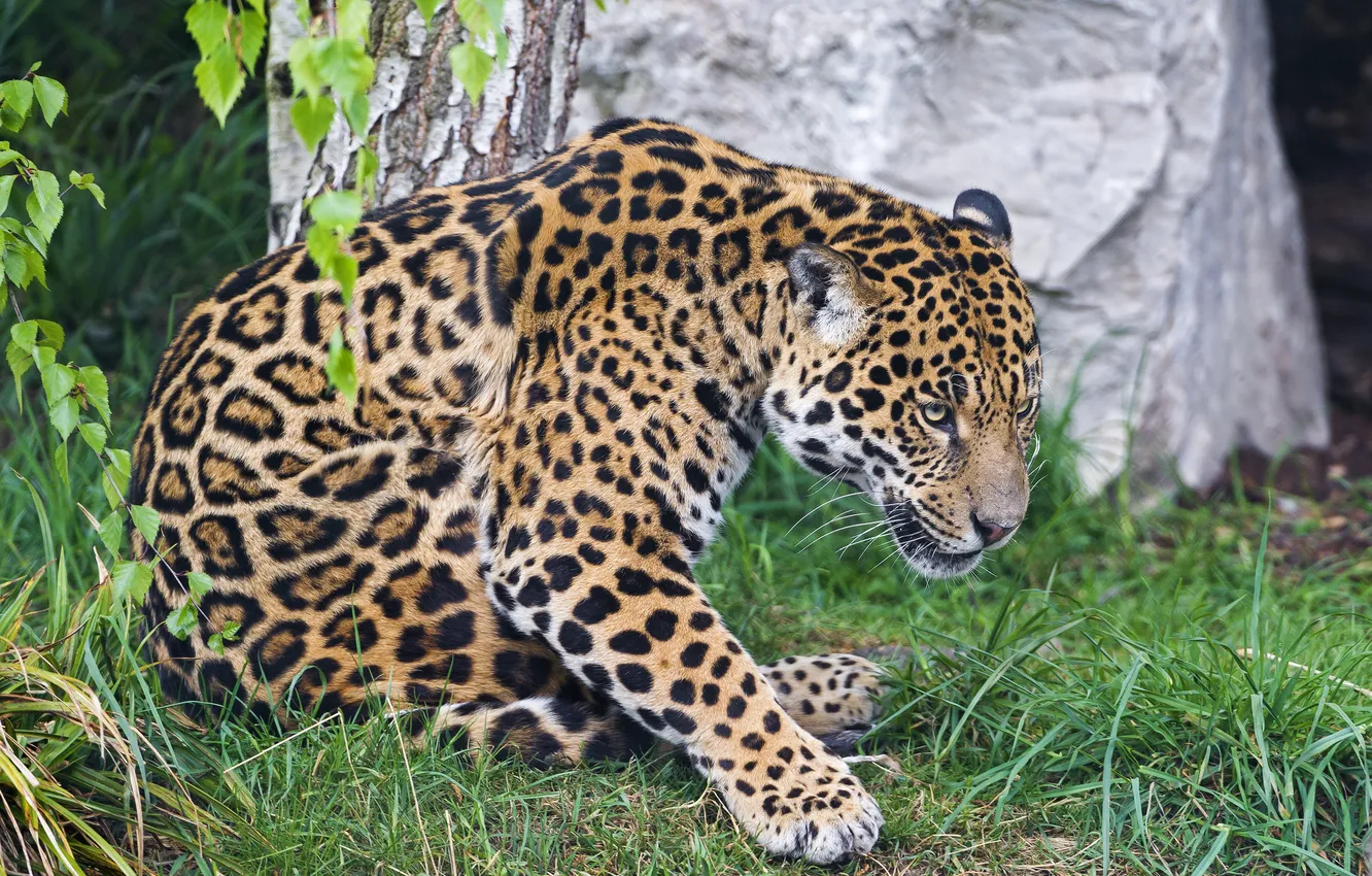 Photo wallpaper cat, grass, Jaguar, ©Tambako The Jaguar