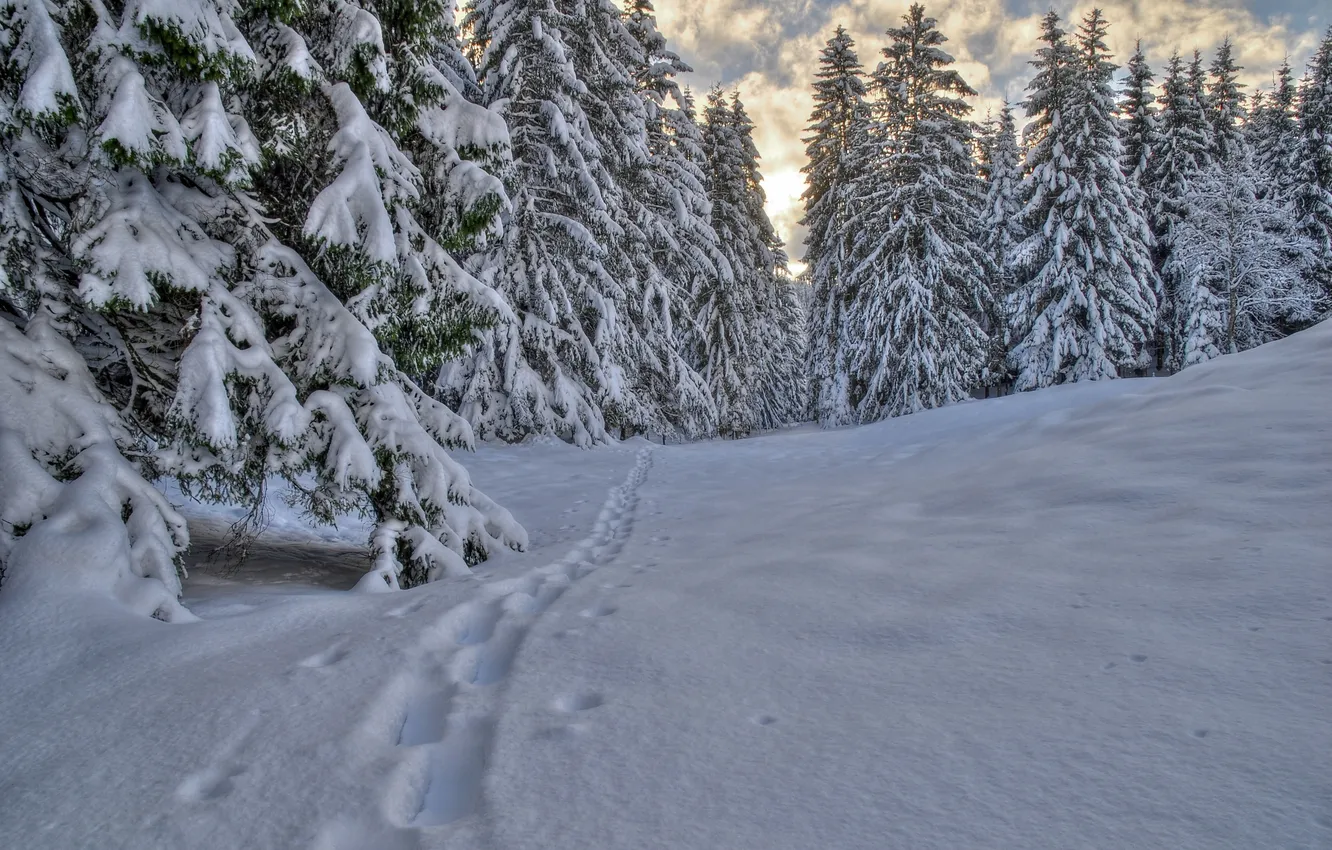 Photo wallpaper winter, forest, clouds, snow, traces, tree