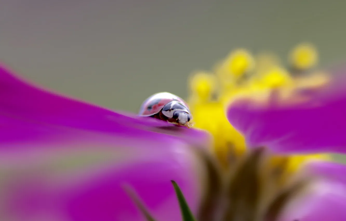 Photo wallpaper flowers, plant, ladybug, beetle, petals, insect