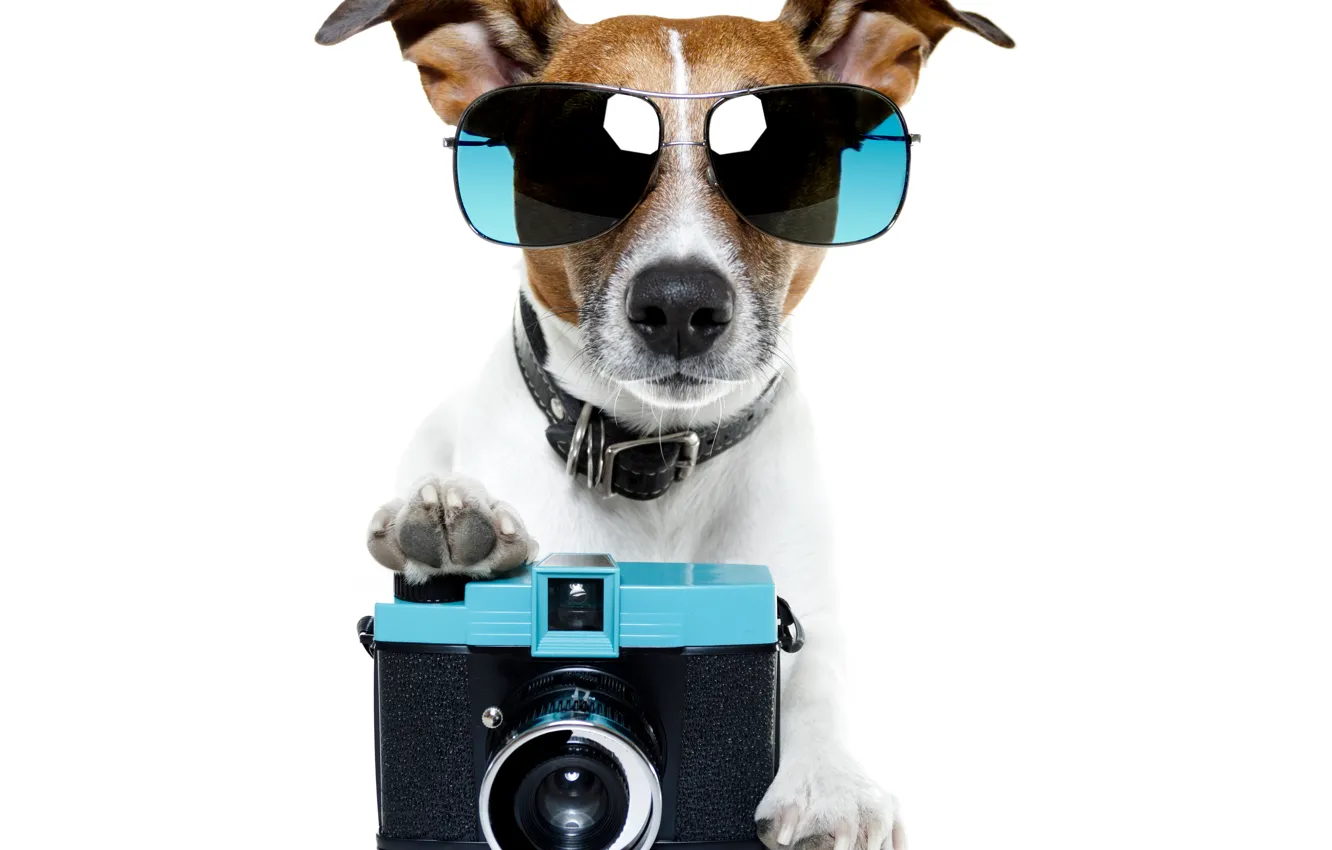Photo wallpaper dog, glasses, the camera, dog, glasses, phone, Jack Russell Terrier