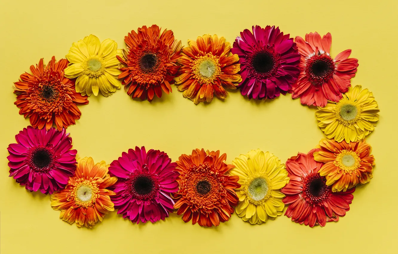 Photo wallpaper flowers, gerbera, yellow background