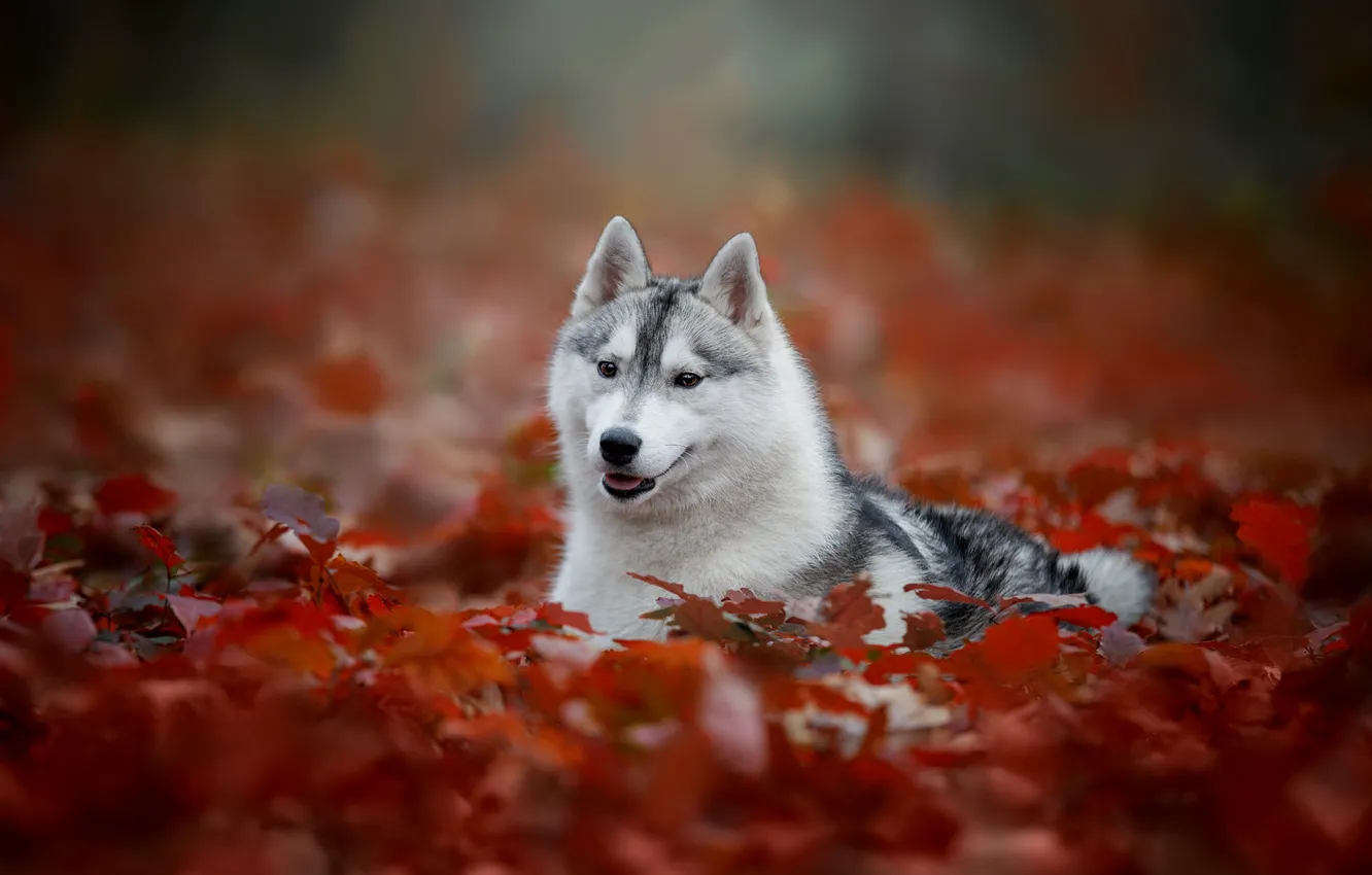 Photo wallpaper autumn, portrait, dog, bokeh, Husky