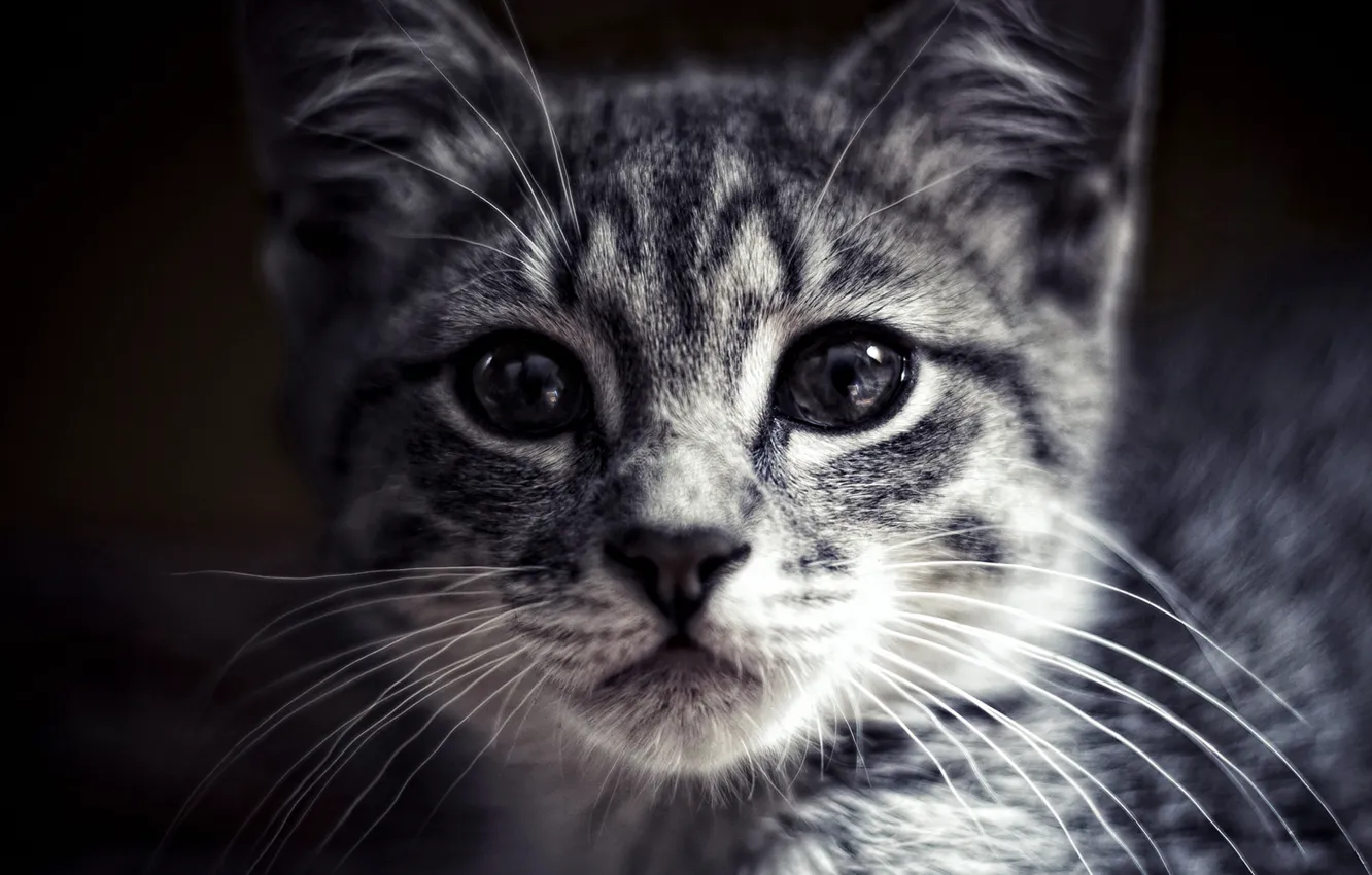 Photo wallpaper cat, eyes, animal