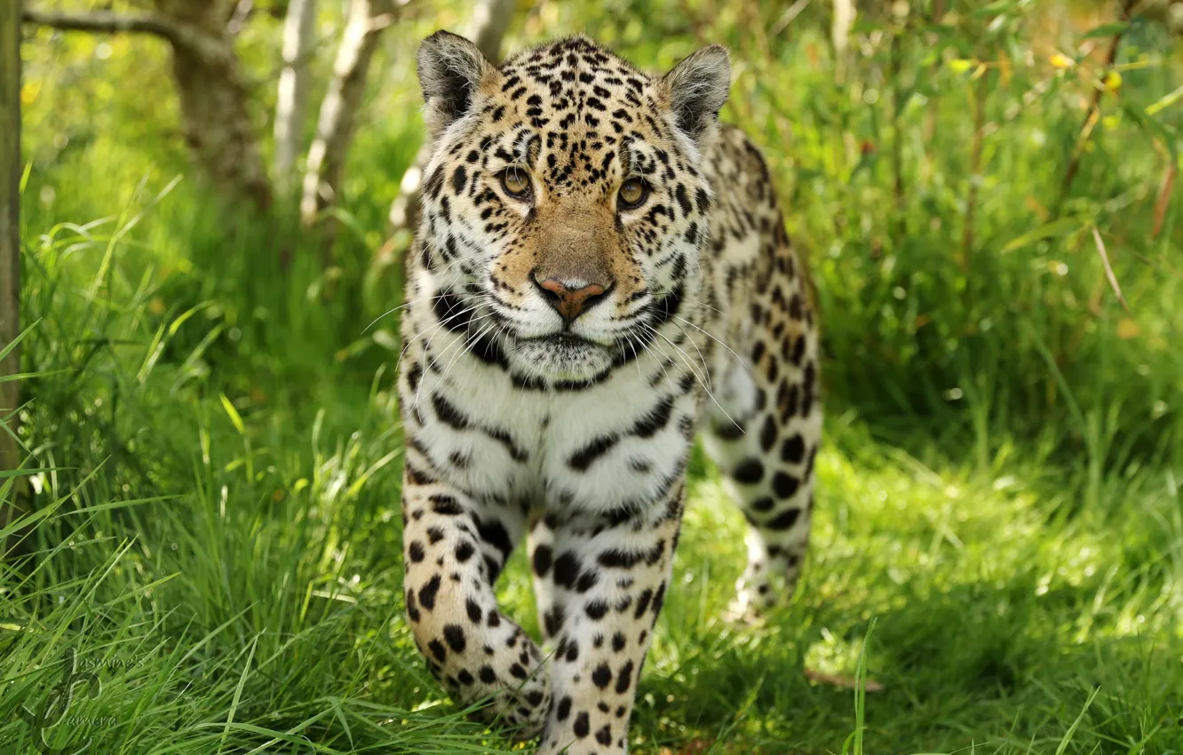 Photo wallpaper Jaguar, color, beautiful, wild, dangerous