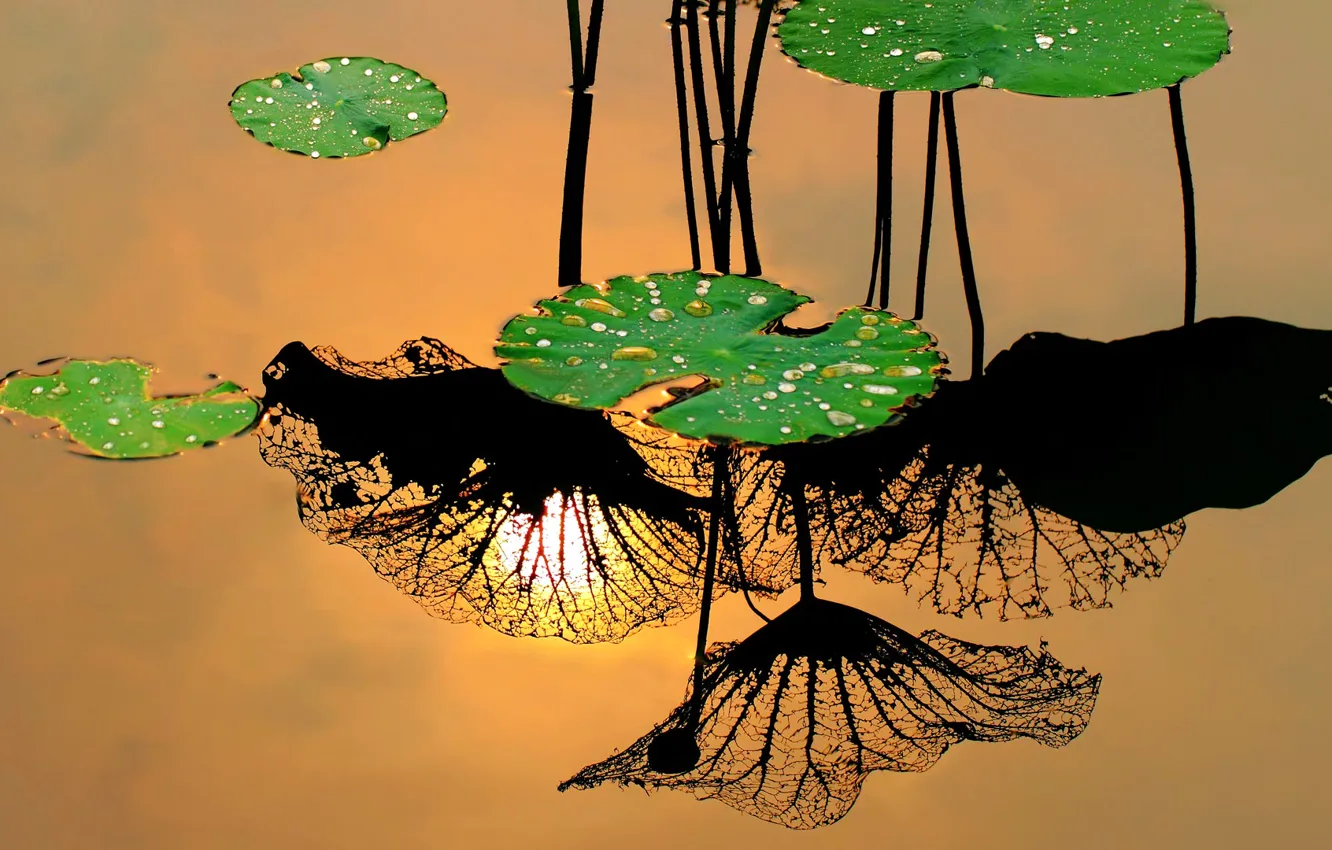 Photo wallpaper leaves, water, reflection, Lotus