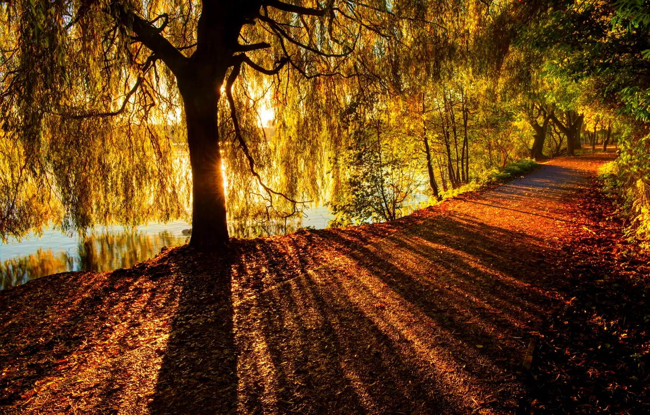 Photo wallpaper road, autumn, forest, leaves, trees, nature, Park, river