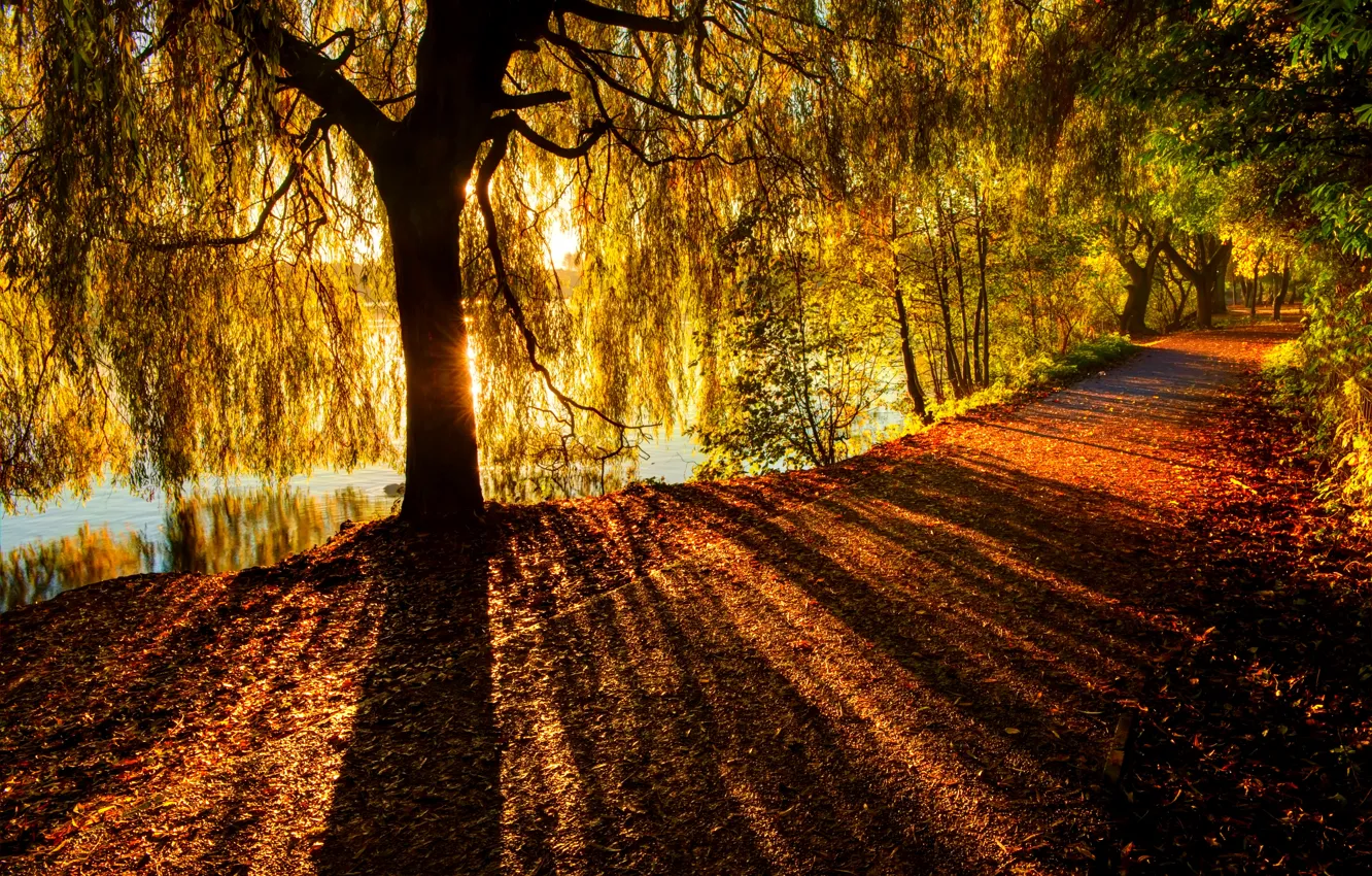 Photo wallpaper road, autumn, forest, leaves, water, trees, nature, Park