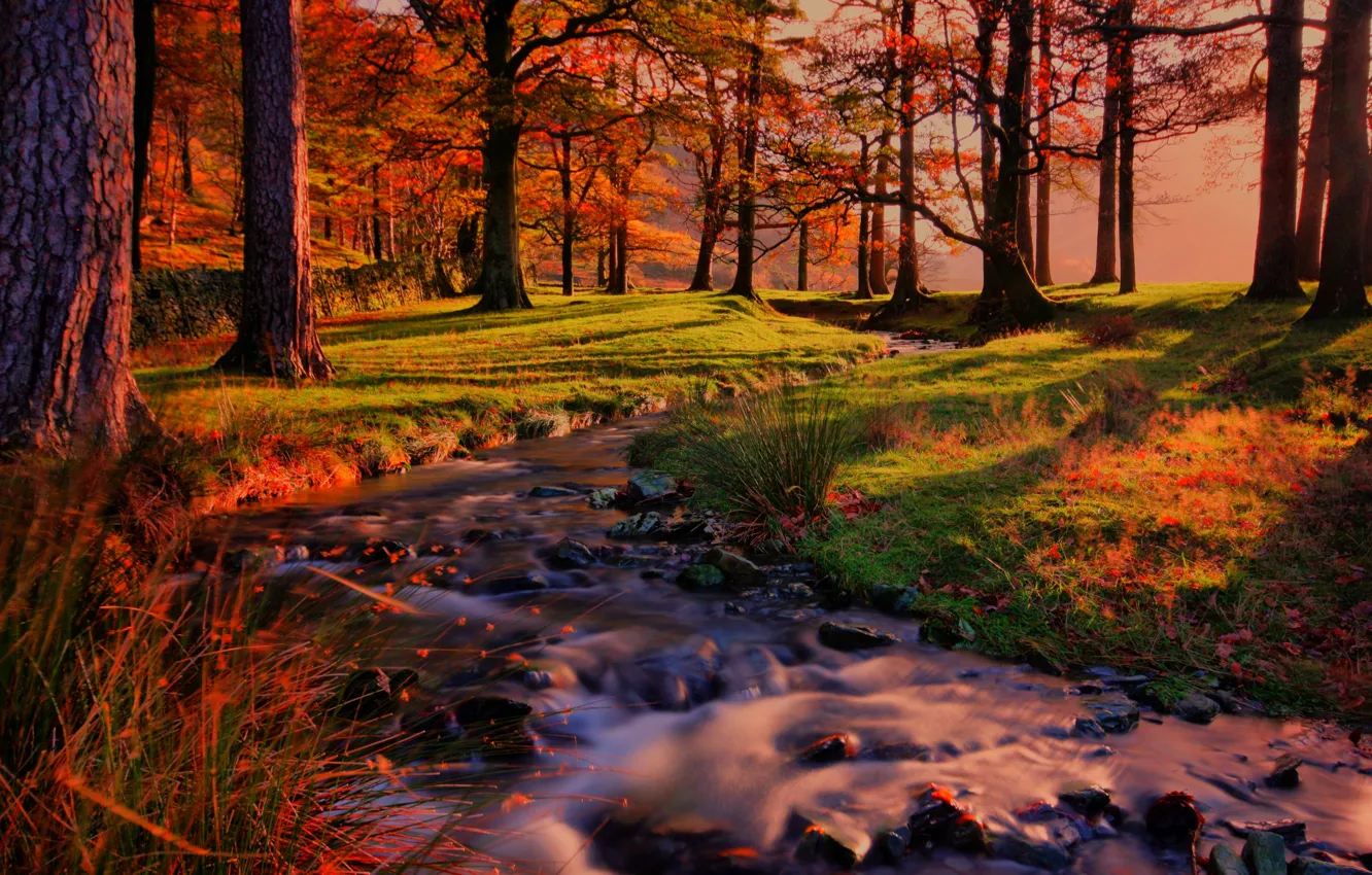 Photo wallpaper forest, trees, landscape, sunset, nature, forest, river, trees