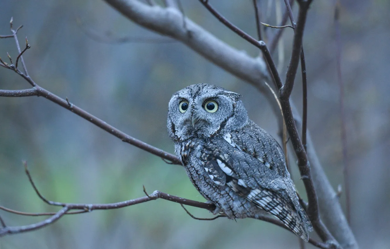 Photo wallpaper look, branches, owl, bird, owl