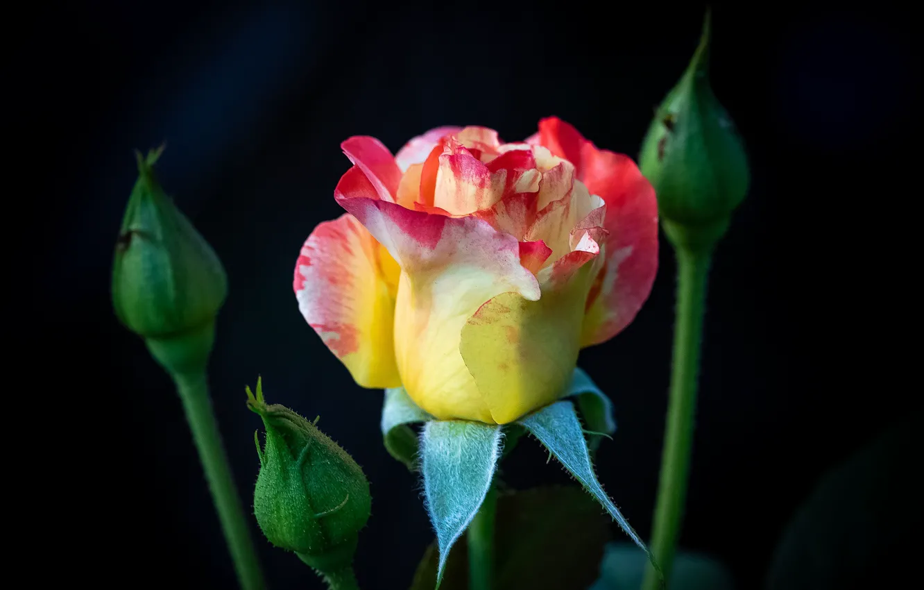 Photo wallpaper rose, buds, motley