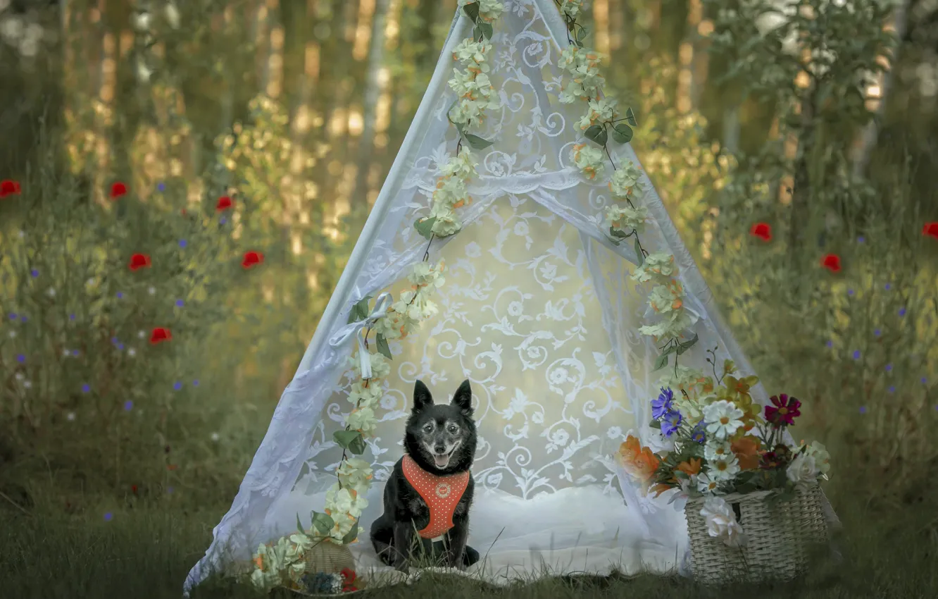 Photo wallpaper flowers, dog, tent
