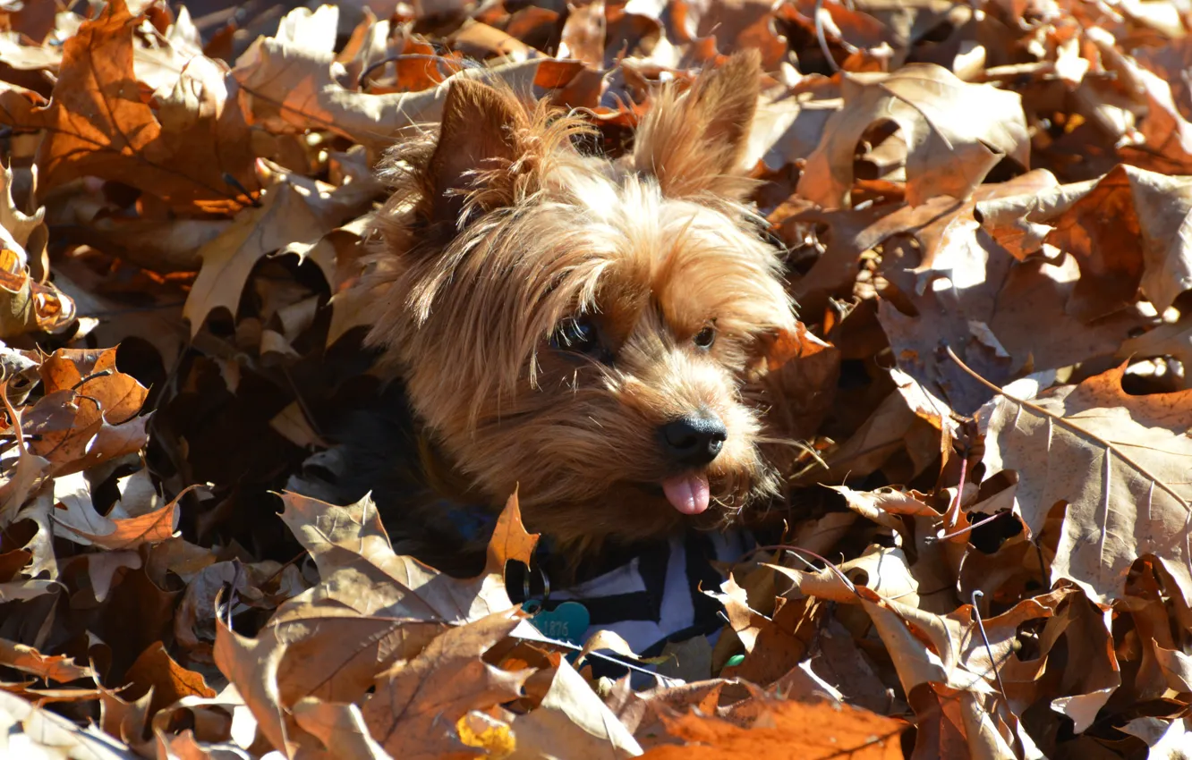 Photo wallpaper look, nature, each, dog