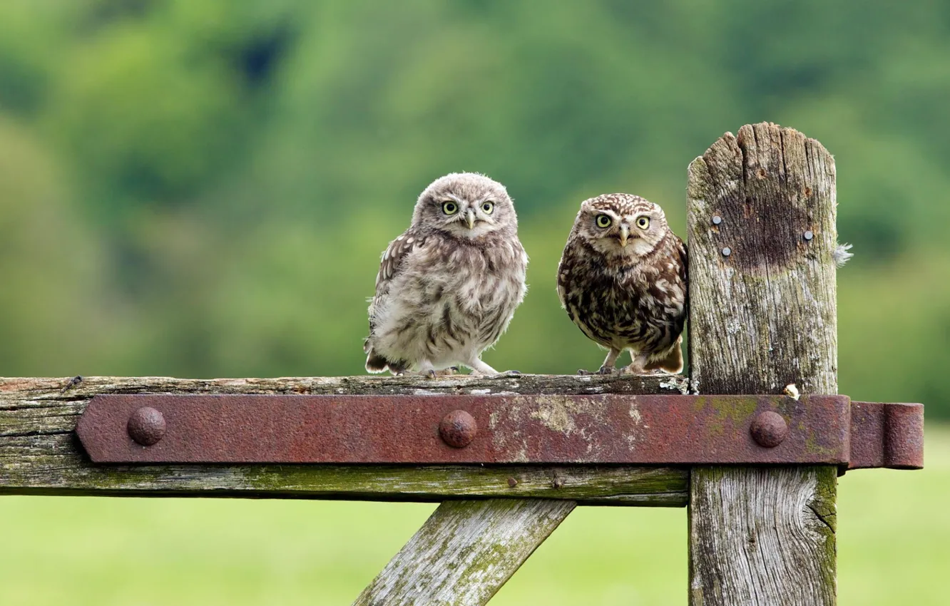 Photo wallpaper owl, the fence, sitting, looks