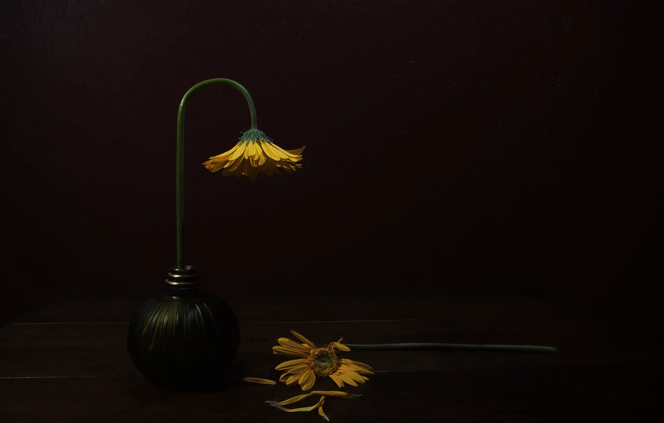 Photo wallpaper petals, stem, Bud, bending
