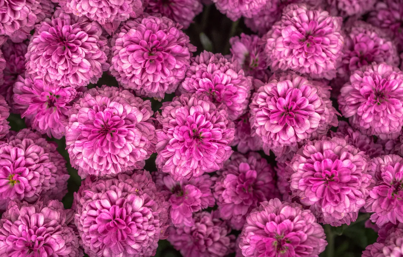 Photo wallpaper flowers, bouquet, pink, chrysanthemum