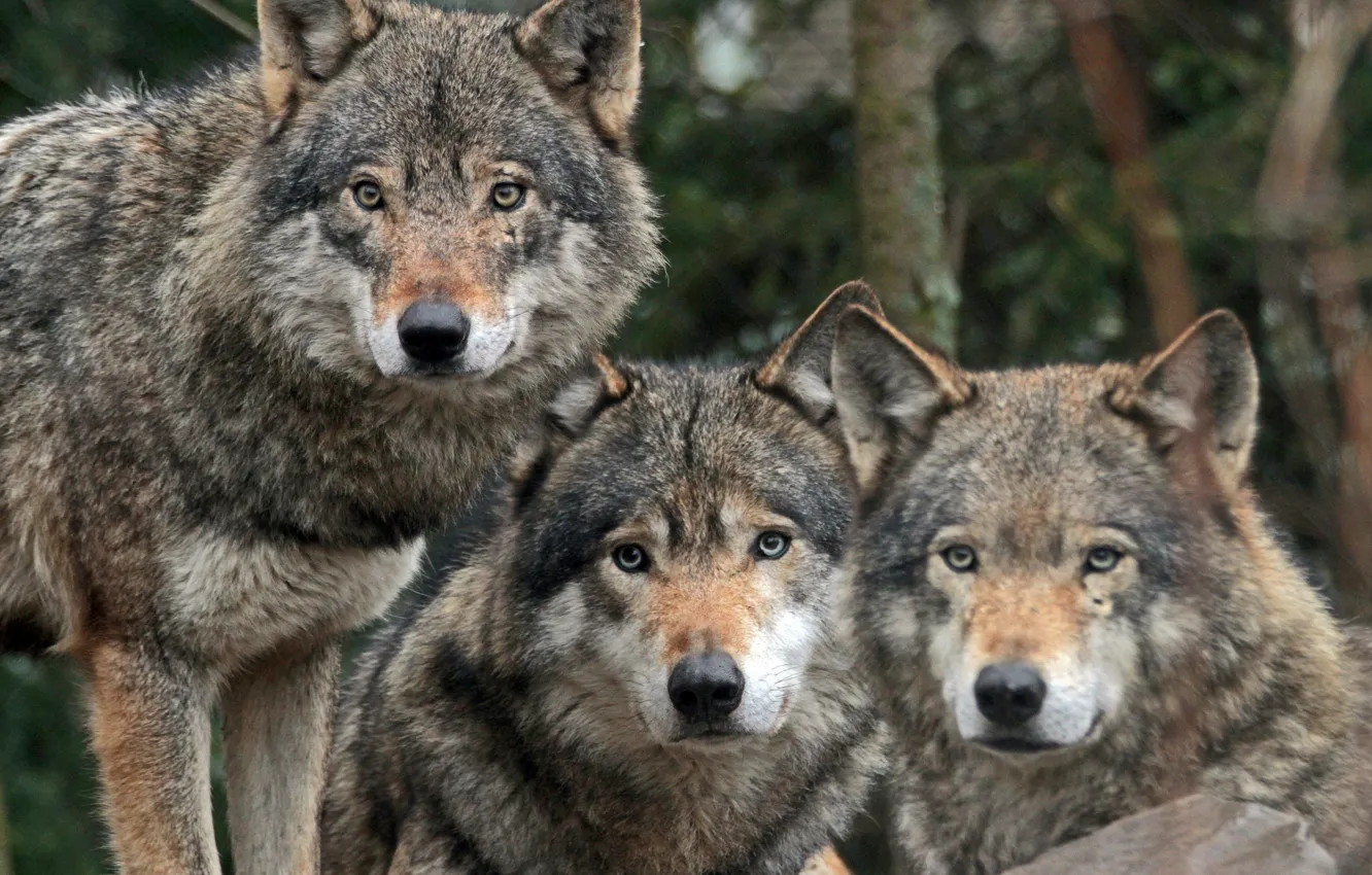Photo wallpaper Predator, animal, wolf, wildlife, portrait, portrait., Canis lupus. face, wolf pack nature
