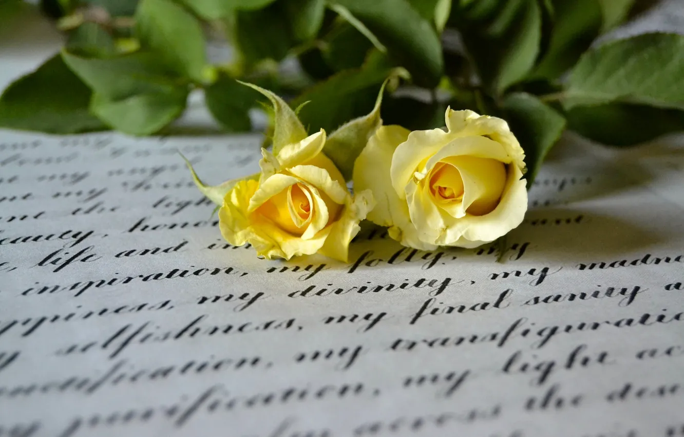 Photo wallpaper letter, macro, style, roses, Duo, yellow roses
