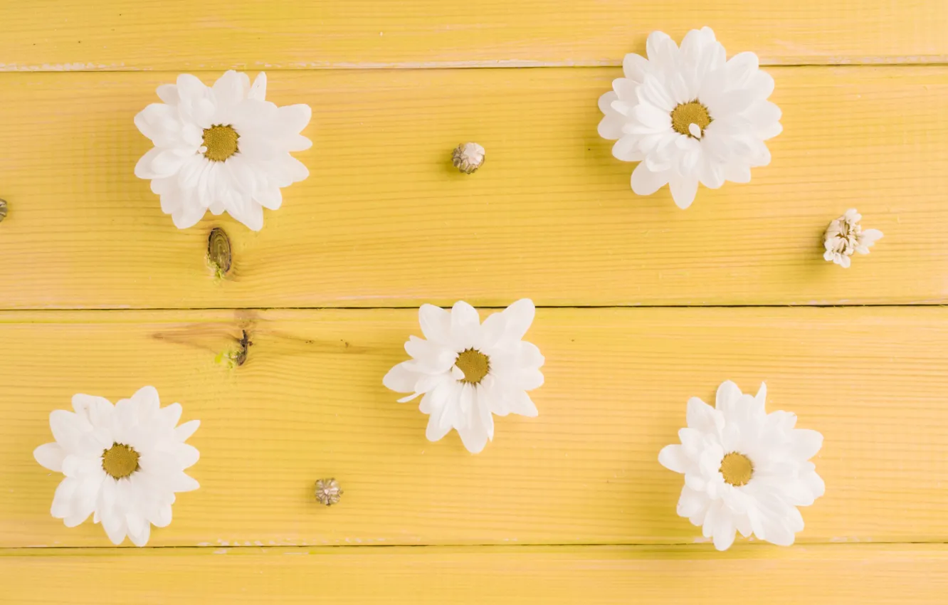 Photo wallpaper flowers, white, buds, yellow background, yellow, wood, flowers