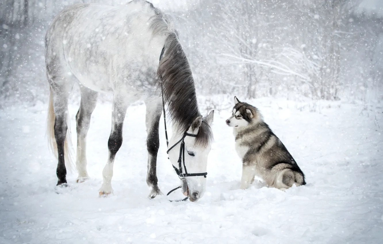 Photo wallpaper winter, snow, horse, husky