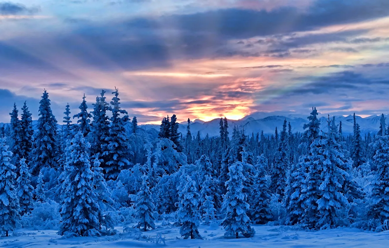 Photo wallpaper winter, snow, trees, mountains, Alaska, Alaska