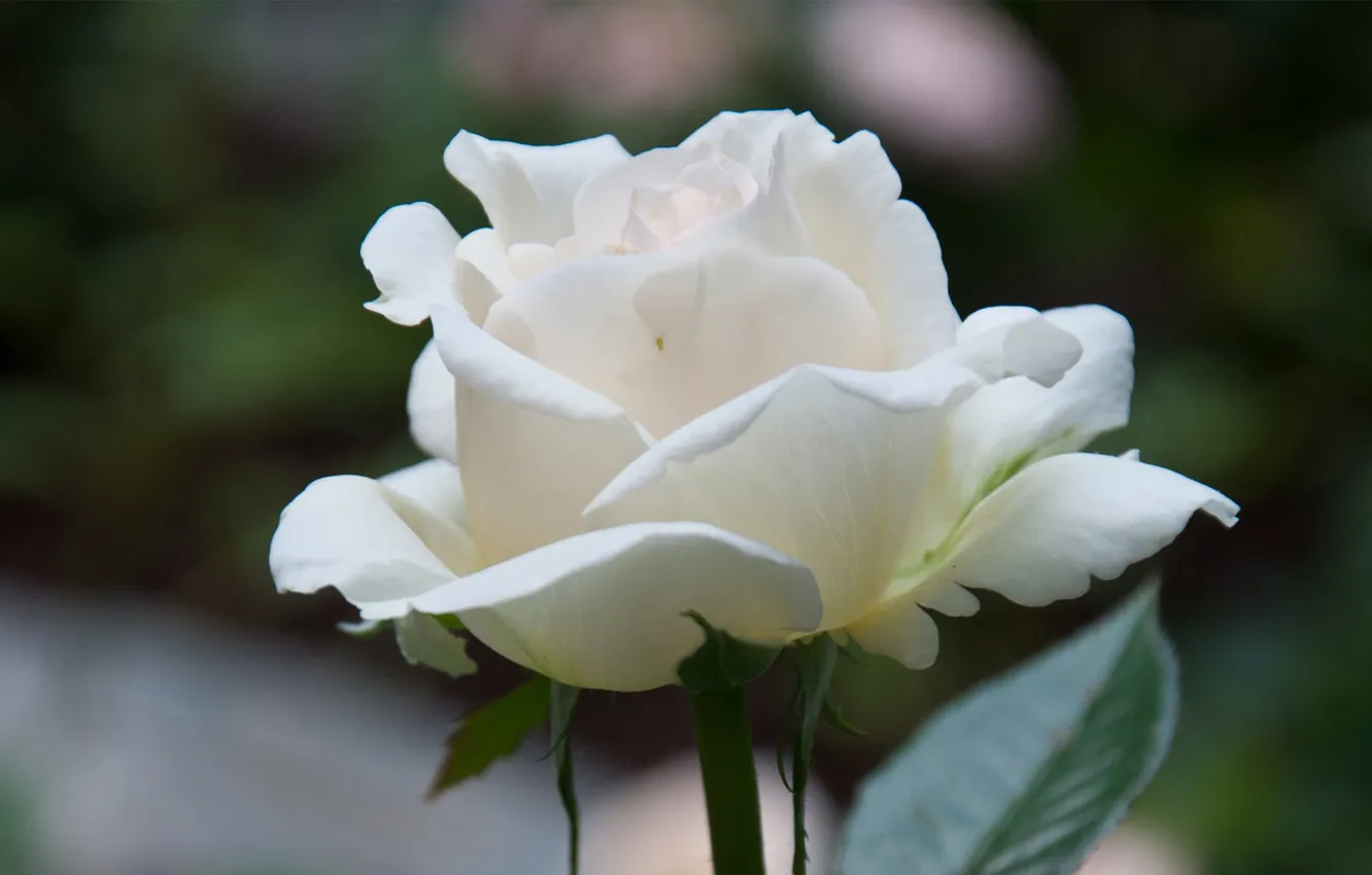 Photo wallpaper flower, macro, rose, white