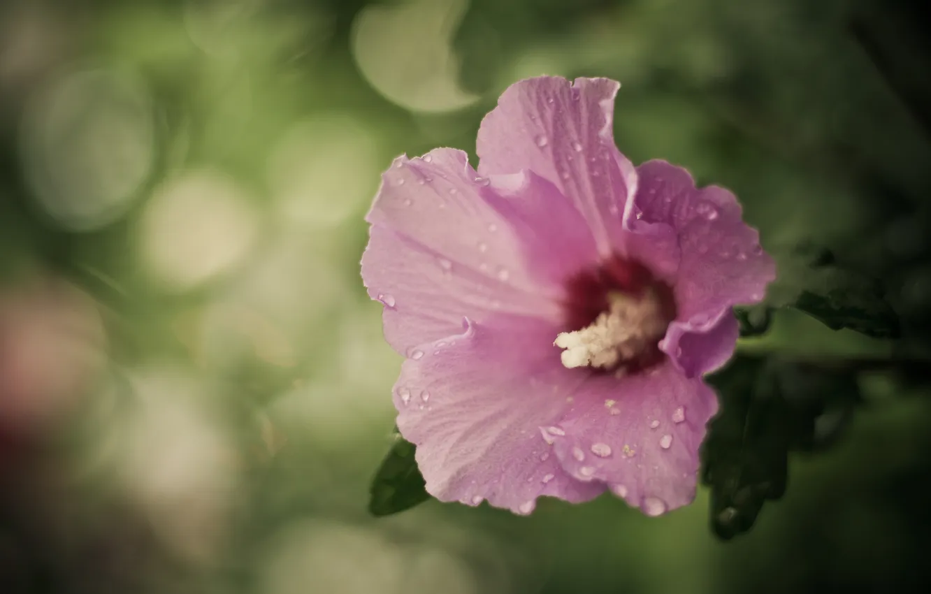 Photo wallpaper greens, drops, macro, flowers, Rosa, blur, pink